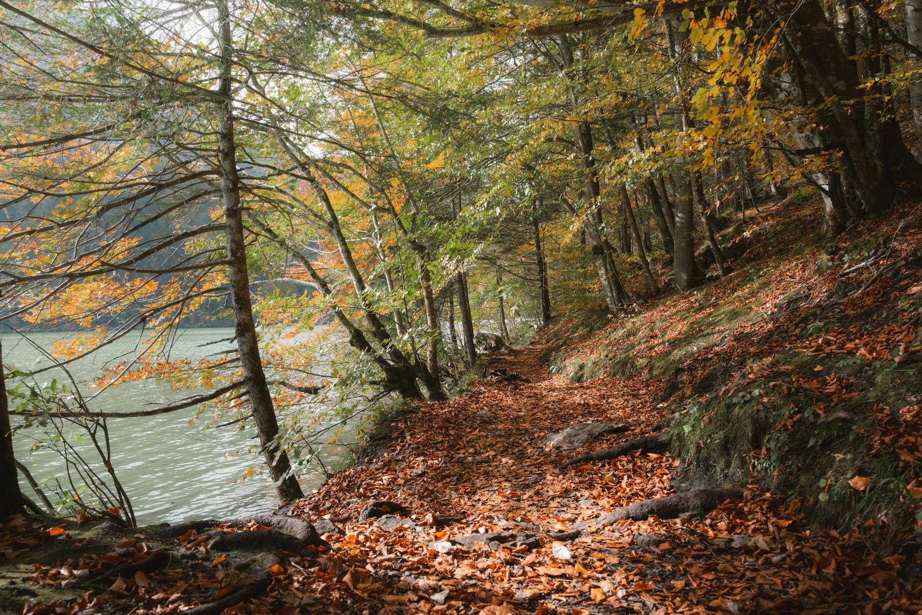 Bolu orman yürüyüş yolu aile